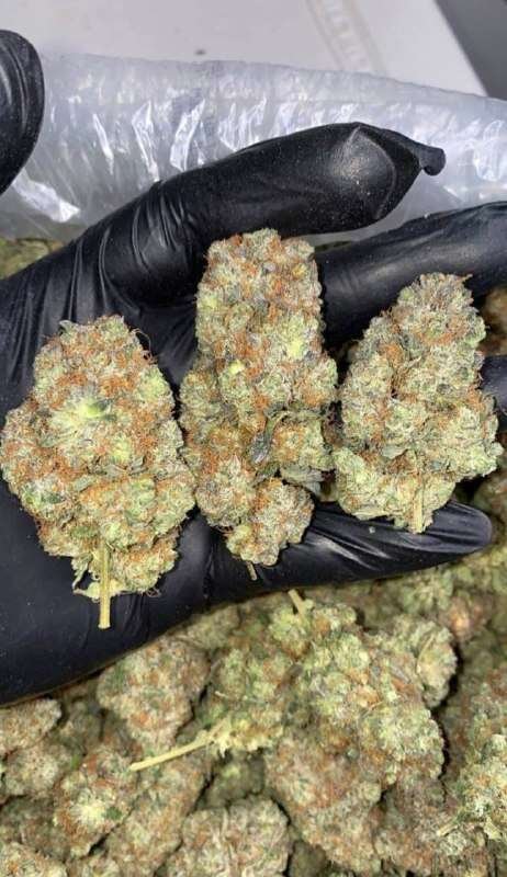 Gelatti Cookies Strain