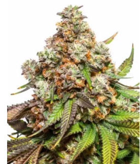 Fruit pebbles Cali