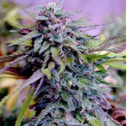 Grand daddy purple